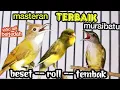 Download Lagu MASTERAN TERBAIK MURAIBATU || roll ,tembak ,beset || c,jenggot vs kenari vs kapas tembak