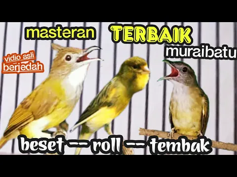 Download MP3 MASTERAN TERBAIK MURAIBATU || roll ,tembak ,beset || c,jenggot vs kenari vs kapas tembak