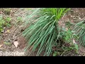Download Lagu Vlog di kebun sereh