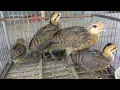 Download Lagu SUARA ANAK AYAM HUTAN HIJAU//AMPUH BUAT PEMIKAT INDUKAN