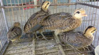 suara anak ayam hutan hijau ampuh buat pemikat indukan