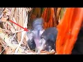 Download Lagu Terjadi lagi‼️anak burung dibawa pergi oleh induk
