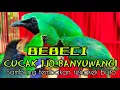 Masteran khas suara asli CUCAK IJO bebeci banyuwangi || sambung tembakan