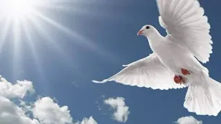 طير في السما وملوش عنوان     دندنها