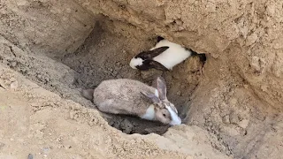 جحر الارنب للولادة الأرانب الأليفة #الأرانب #ابومنتظر_فيديو
