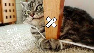 netizen puas liat penampilan kucing lucu 