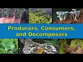 Producers Consumers and Decomposers Overview