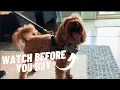 The best dog harness long term Voyager Step-in Dog Harness
