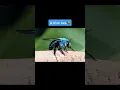 Download Lagu You Won’t Believe Bees Can be This Color | #shorts #sea #bee