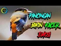 Download Lagu Kacer Buka Ekor , Masteran kacer, Pancingan kacer emosi, Menaikan Emosi Kacer. Kacer Gacor