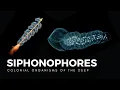 Download Lagu Siphonophores, Drifting Colonies of Life