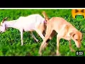 Download Lagu Guy Comes Home From Work With A Stray Dog |The Dodoo🥰,uio