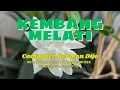 Download Lagu Kembang Melati Clip 4K