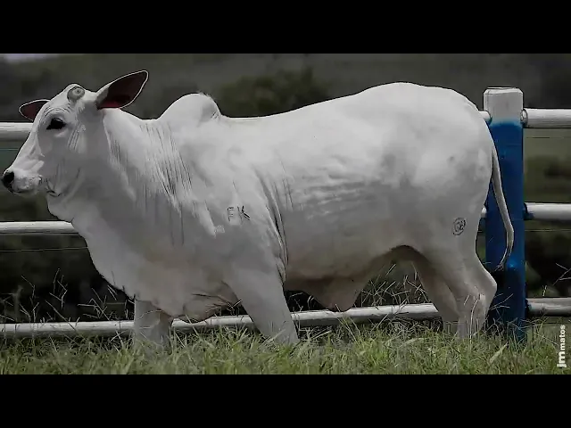 Novilha Nelore SGN - 2801