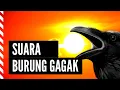 Download Lagu Suara Burung Gagak | Peliharaan Di Hutan Kota