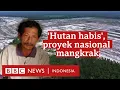 Download Lagu Food Estate: Hutan habis, ribuan hektare kebun dan sawah gagal panen - BBC News Indonesia