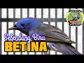 Download Lagu SELENDANG BIRU BETINA - KEHICAP RANTING BETINA - @bangkicau1131