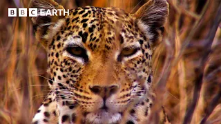 Incredible Scenes of Wild Animals Battling to Survive | BBC Earth