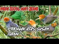 Download Lagu Pikat Prenjak Atas Ribut Sangat Ampuh Untuk Prenjak Atas yang Susah turun