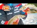Download Lagu Catch BIG Ocean Whiting - Tips \u0026 Tricks
