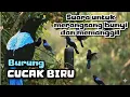 Download Lagu Burung CUCAK BIRU suara untuk merangsang bunyi dan memanggil