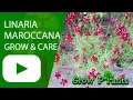 Download Lagu Linaria maroccana - grow \u0026 care (Moroccan toadflax)