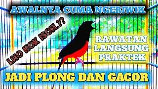Download GAMPANG | Murai Cuma Ngeriwik Jadi Plong Dan Gacor ||👍 Praktek Langsung Om Broooo MP3