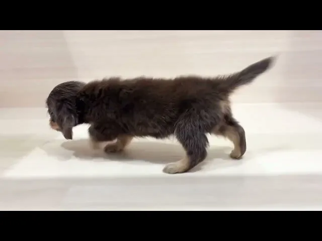 動画
