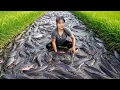 Download Lagu 30 Days to harvesting 1000kg of fish from a wild pond and sell to the market - Lucii Harvest