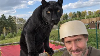 Play area for Luna the panther 🐆(ENG SUB)