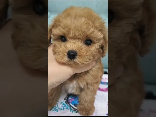 動画