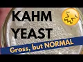 Download Lagu Kahm Yeast is NORMAL on Fermenting Veggies MP3