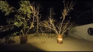 صيد السمن في الليل 