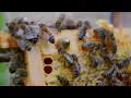 Download Lagu HEAL WHILE YOU SLEEP: Inside Bee Hive Sounds 150Hz Universal Healing Frequency and Resonance