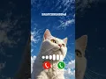 Download Lagu Cat calling ringtone Cute Kitty 🐈#ringtonenew #ringtones #funny #cat #aicat