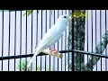 Download Lagu Belgian Canary Tempts All The Canaries to Sing - The Most Magical Training