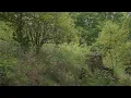 🌳 4K - Relaxing Nature Sounds For Stress Relief, Forest Sounds, Bird Song, No AI