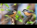 Lagu Soothing Bird Sounds - Nature Sounds for Deep Sleep – Gentle Chirping and Singing of Birds