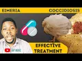 Coccidiosis Brown and Bloody Poop How to Treat Coccidiosis Symptoms in Chicken
