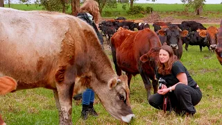 How we ate half a grass fed Jersey steer in a year – Free Range Homestead Ep 73