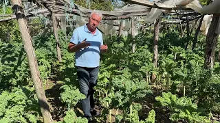 Si Kultivohet Kaleja në Fushë të Hapur? | Agronom Isuf Demirxhiu