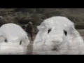 Guinea Pig Vietnam Flashback