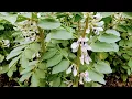Download Lagu Fava Bean (Vicia faba) - edible Fruits, Beans, Leaves, Flowers, everything