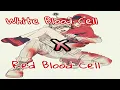 Lagu White Blood Cell ( U-1146 ) x Red Blood Cell ( AE3803 ) | Hataraku Saibou