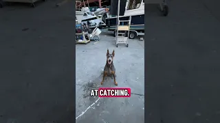 Daily life with a Doberman.. #fyp #dream #doberman #pets #youtube
