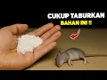 Download Lagu Jutaan orang belum tahu‼️Cukup taburkan ini RUMAH BEBAS TIKUS selamanya