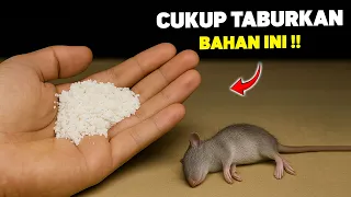 jutaan orang belum tahu cukup taburkan ini rumah bebas tikus selamanya