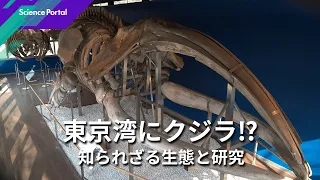 東京湾から紐解く クジラの謎|Science Portal動画ニュース(2026年7月3日配信)