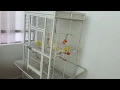 Review Prevue Birds Cage for my cockatiel