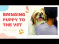 PUPPY S VISIT TO THE VET Mix shih tzu pekingese